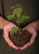Plantez arbres et arbustes